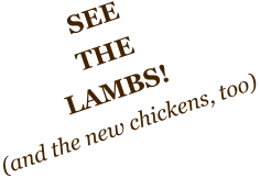 SEE THE LAMBS! (and the new chickens, too)