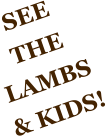 SEE THE LAMBS & KIDS!