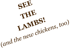 SEE THE LAMBS! (and the new chickens, too)
